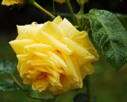Flori, fotografii de trandafiri și poezii (poezii) Flori, fotografii de trandafiri și poezii