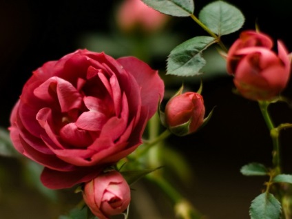 Flori, fotografii de trandafiri și poezii (flori) Flori, fotografii de trandafiri și poezii