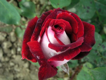 Flori, fotografii de trandafiri și poezii (flori) Flori, fotografii de trandafiri și poezii