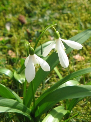 Flori de gradina ghiocei imagine de specii și varietăți, plantarea și îngrijirea de ghiocei (gradina) Flori de gradina ghiocei imagine de specii și varietăți, plantarea și îngrijirea ghiocei