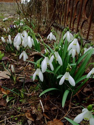 Flori de gradina ghiocei imagine de specii și varietăți, plantarea și îngrijirea ghiocei (ghiocei) Flori de gradina ghiocei imagine de specii și varietăți, plantarea și îngrijirea ghiocei