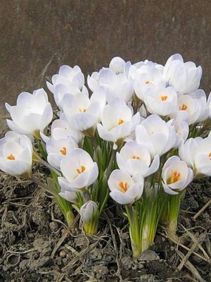 Flori de gradina ghiocei imagine de specii și varietăți, plantarea și îngrijirea ghiocei (ghiocei) Flori de gradina ghiocei imagine de specii și varietăți, plantarea și îngrijirea ghiocei