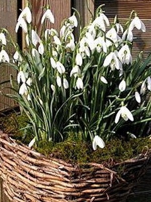Flori de gradina ghiocei imagine de specii și varietăți, plantarea și îngrijirea ghiocei (flori) Flori de gradina ghiocei imagine de specii și varietăți, plantarea și îngrijirea ghiocei