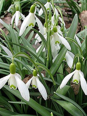 Flori de gradina ghiocei imagine de specii și varietăți, plantarea și îngrijirea de ghiocei (gradina) Flori de gradina ghiocei imagine de specii și varietăți, plantarea și îngrijirea ghiocei