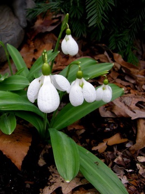 Flori de gradina ghiocei imagine de specii și varietăți, plantarea și îngrijirea ghiocei (specii) Flori de gradina ghiocei imagine de specii și varietăți, plantarea și îngrijirea ghiocei