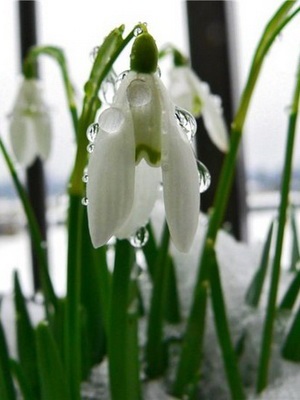 Flori de gradina ghiocei imagine de specii și varietăți, plantarea și îngrijirea de ghiocei (gradina) Flori de gradina ghiocei imagine de specii și varietăți, plantarea și îngrijirea ghiocei