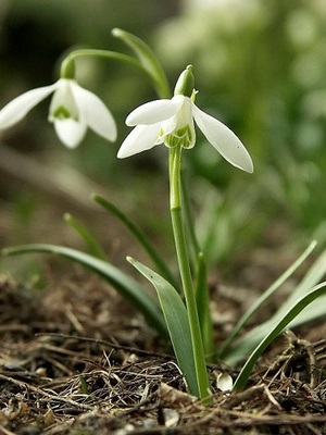 Flori de gradina ghiocei imagine de specii și varietăți, plantarea și îngrijirea ghiocei (clasele) Flori de gradina ghiocei imagine de specii și varietăți, plantarea și îngrijirea ghiocei