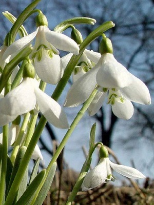 Flori de gradina ghiocei imagine de specii și varietăți, plantarea și îngrijirea ghiocei (ghiocei) Flori de gradina ghiocei imagine de specii și varietăți, plantarea și îngrijirea ghiocei