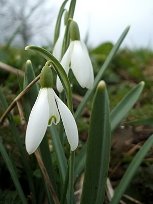 Flori de gradina ghiocei imagine de specii și varietăți, plantarea și îngrijirea ghiocei (clasele) Flori de gradina ghiocei imagine de specii și varietăți, plantarea și îngrijirea ghiocei