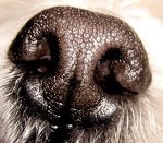 culoare nas la câini (culoare nas la câini) culoare nas la câini
