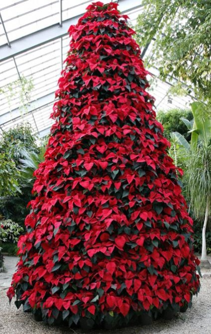 Flori de pom de Craciun sfaturi de îngrijire (de Crăciun) Flower Christmas Tree sfaturi de îngrijire