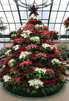 Flori de Crăciun copac sfaturi de îngrijire (lemn) Flower Christmas Tree sfaturi de îngrijire