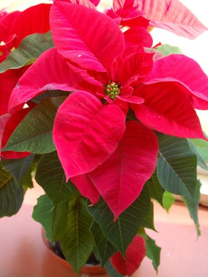 Flori de Crăciun copac sfaturi de îngrijire (flori) Flower Christmas Tree sfaturi de îngrijire