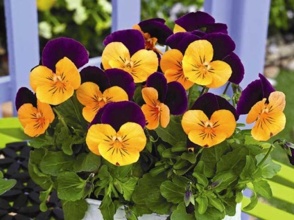 Flower Viola (pansea) fotografie, cultivare, îngrijire, reproducere (panselute) Flower Viola (pansea) fotografie, cultivare, ingrijire, inmultire