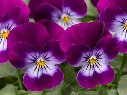 Flower Viola (pansea) fotografie, cultivare, îngrijire, reproducere (flori) Flower Viola (pansea) fotografie, cultivare, ingrijire, inmultire