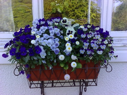 Blooming balcon metodă rapidă de grădinărit (balcon) Blooming metodă rapidă balcon de grădinărit