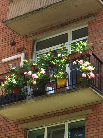 Blooming balcon metodă rapidă de grădinărit (balcon) Blooming metodă rapidă balcon de grădinărit