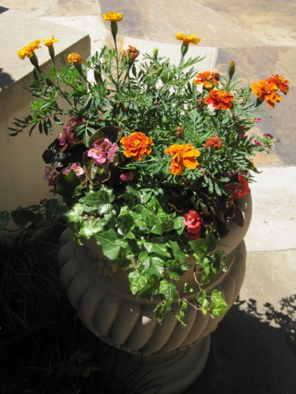 Blooming balcon metoda rapida de grădinărit (de plantare) Blooming metodă rapidă balcon de grădinărit