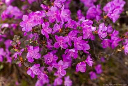Blooming maralnik Altai, știri foto (poze) Blooming maralnik Altai, știri fotografie