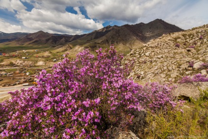 Blooming maralnik Altai, știri foto (Altai) Blooming maralnik Altai, știri fotografie