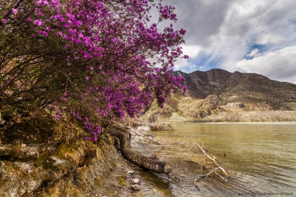 Blooming maralnik Altai, știri foto (Altai) Blooming maralnik Altai, știri fotografie