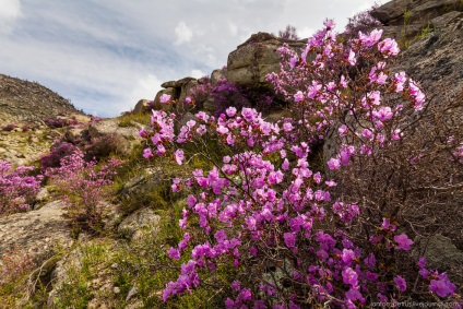 Blooming maralnik Altai, știri foto (maralnik) Blooming maralnik Altai, știri fotografie
