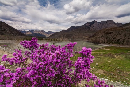 Blooming maralnik Altai, știri foto (maralnik) Blooming maralnik Altai, știri fotografie