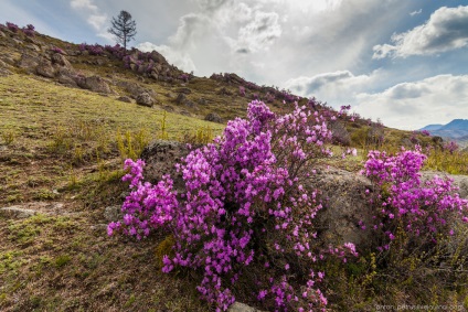 Blooming maralnik Altai, știri foto (Altai) Blooming maralnik Altai, știri fotografie