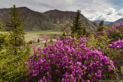 Blooming maralnik Altai, știri foto (maralnik) Blooming maralnik Altai, știri fotografie