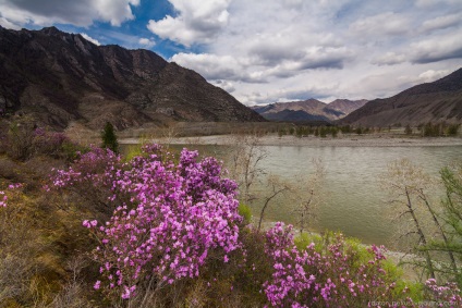 Blooming maralnik Altai, știri foto (poze) Blooming maralnik Altai, știri fotografie