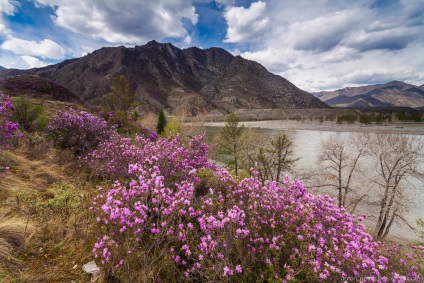 Blooming maralnik Altai, știri foto (Altai) Blooming maralnik Altai, știri fotografie