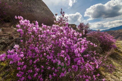 Blooming maralnik Altai, știri foto (maralnik) Blooming maralnik Altai, știri fotografie