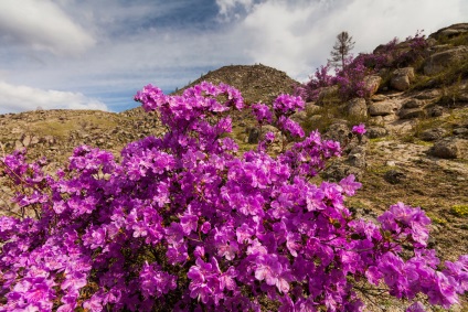 Blooming maralnik Altai, știri foto (maralnik) Blooming maralnik Altai, știri fotografie