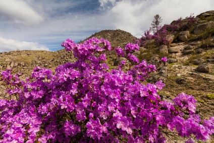 Blooming maralnik Altai, știri foto (poze) Blooming maralnik Altai, știri fotografie