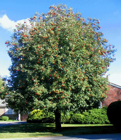 arbori si arbusti decorativi în proiectarea peisajului 1 (arbuști) arbori si arbusti ornamentali în proiectarea peisajului 1