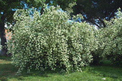 copaci ornamentali și arbuști în proiectarea peisajului 1 (arbori ornamentali și arbuști în proiectarea peisajului) arbori si arbusti ornamentali în proiectarea peisajului 1