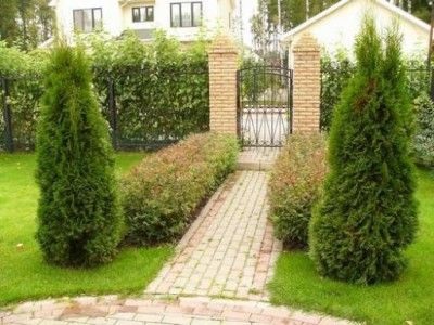 arbori si arbusti decorativi în proiectarea peisajului 1 (arbuști) arbori si arbusti ornamentali în proiectarea peisajului 1