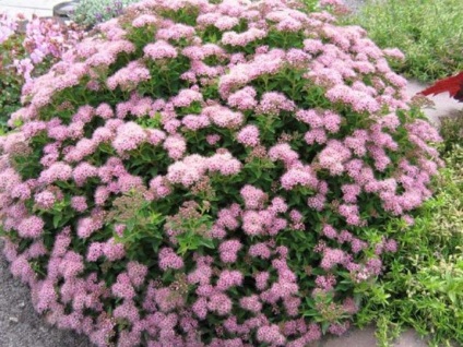 copaci ornamentali și arbuști în proiectarea peisajului 1 (arbori ornamentali și arbuști în proiectarea peisajului) arbori si arbusti ornamentali în proiectarea peisajului 1