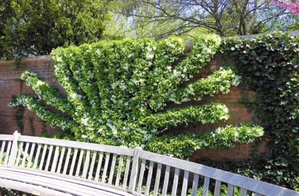 gradina de fructe decorative (imobiliare tramvai imobiliare din Sankt-Petersburg și regiunea Leningrad) livada decorative