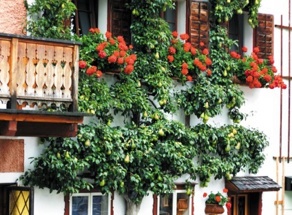 gradina de fructe decorative (tramvai vânzare imobiliare) livada decorative