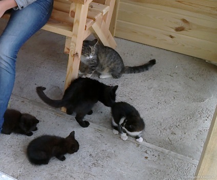 Țara 1 pisici (pisici) pisici Village 1