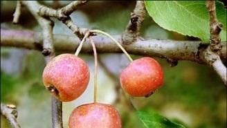 Arbori și arbuști din Crimeea - un fișier director Peninsula Crimeea de comori Crimeea (arbuști) Arbori și arbuști din Crimeea - un fișier director Peninsula Crimeea de comori Crimeea