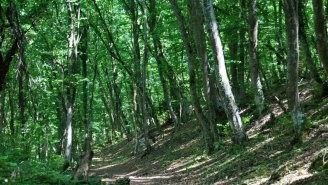 Arbori și arbuști din Crimeea - un fișier director Peninsula Crimeea de comori Crimeea (Peninsula) Arbori și arbuști din Crimeea - un fișier director Peninsula Crimeea de comori Crimeea
