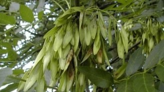 Arbori și arbuști din Crimeea - un fișier director Peninsula Crimeea de comori Crimeea (arbuști) Arbori și arbuști din Crimeea - un fișier director Peninsula Crimeea de comori Crimeea