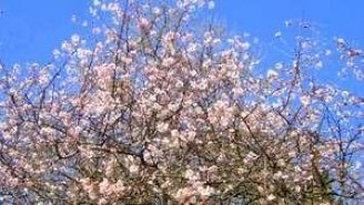 Arbori și arbuști din Crimeea - un fișier director Peninsula Crimeea de comori Crimeea (arbuști) Arbori și arbuști din Crimeea - un fișier director Peninsula Crimeea de comori Crimeea