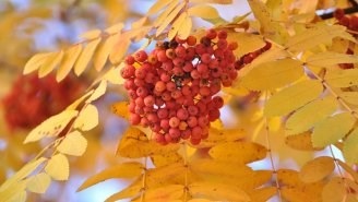 Arbori și arbuști din Crimeea - un fișier director Peninsula Crimeea de comori Crimeea (Crimeea) Arbori și arbuști din Crimeea - un fișier director Peninsula Crimeea de comori Crimeea