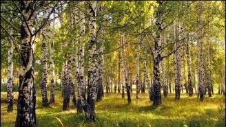Arbori și arbuști din Crimeea - un fișier director Peninsula Crimeea de comori Crimeea (arbuști) Arbori și arbuști din Crimeea - un fișier director Peninsula Crimeea de comori Crimeea