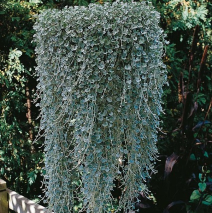 Dihondra hang-Downing (plantă coș) Dihondra atârnare Downing