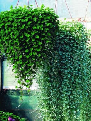 Dihondra cultivare Dihondra cultivare și îngrijire „Silver Falls“