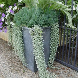 Dihondra Dihondra cultivare și îngrijire „Silver Falls“